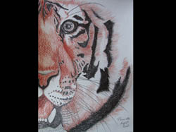 Florinda Ke Sophie - Tiger, Graphit und R&ouml;tel auf Papier, 20 x 30 cm, 2010