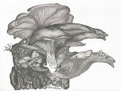 Florinda Ke Sophie - Rillstieliger Seitling #2, Graphit auf Papier, 32 x 42,5 cm, 2020