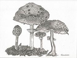 Florinda Ke Sophie - Parasol, Graphit auf Papier, 32 x 42,5 cm, 2020