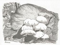 Florinda Ke Sophie - Pilz ohne Namen, Graphit auf Papier, 32 x 42,5 cm, 2020