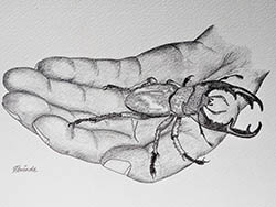 Florinda Ke Sophie - In unserer Hand, Hirschk&auml;fer, Graphit auf Papier, 32 x 42,5 cm, 2021