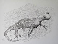 Florinda Ke Sophie - Alpensalamander, Graphit auf Papier, 32 x 42,5 cm, 2021