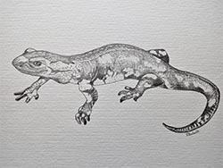 Florinda Ke Sophie - Feuersalamander, Graphit auf Papier, 32 x 42,5 cm, 2023