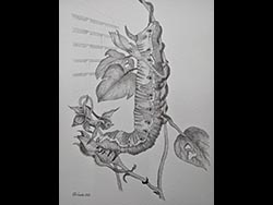 Florinda Ke Sophie - Windenschw&auml;rmer, Graphit auf Papier, 32 x 42,5 cm, 2022