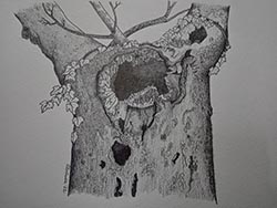 Florinda Ke Sophie - Alter Baum mit Höhle #2, Graphit auf Papier, 32 x 42,5 cm, 2022