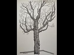 Florinda Ke Sophie - Alter Baum #3, Graphit auf Papier, 32 x 42,5 cm, 2022