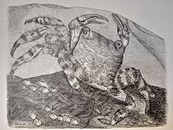 Florinda Ke Sophie - Marmorierte Quadratkrabbe, Graphit auf Papier, 32 x 42,5 cm, 2022