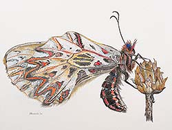 Florinda Ke Sophie - Osterluzeifalter, Graphit und Farbstifte auf Papierr, 32 x 42,5 cm, 2022