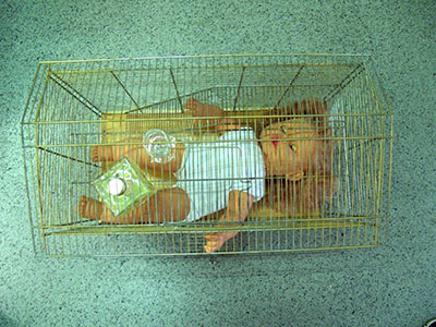 Florinda Ke Sophie - Irgendetwas passiert ja immer