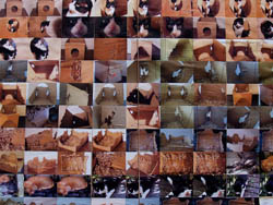 Florinda Ke Sophie - Cat-Art, Digitaldruck Papier auf Hartfaserplatten, Citydome Rosenheim BRDDigitaldruck Papier auf Hartfaserplatten, Citydome Rosenheim BRD