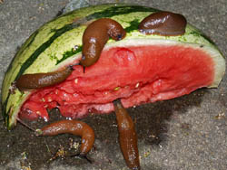 Florinda Ke Sophie - five slugs go melone, Organische tempor&auml;re Installation, 2009