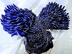 Drachen - Florinda ke Sophie